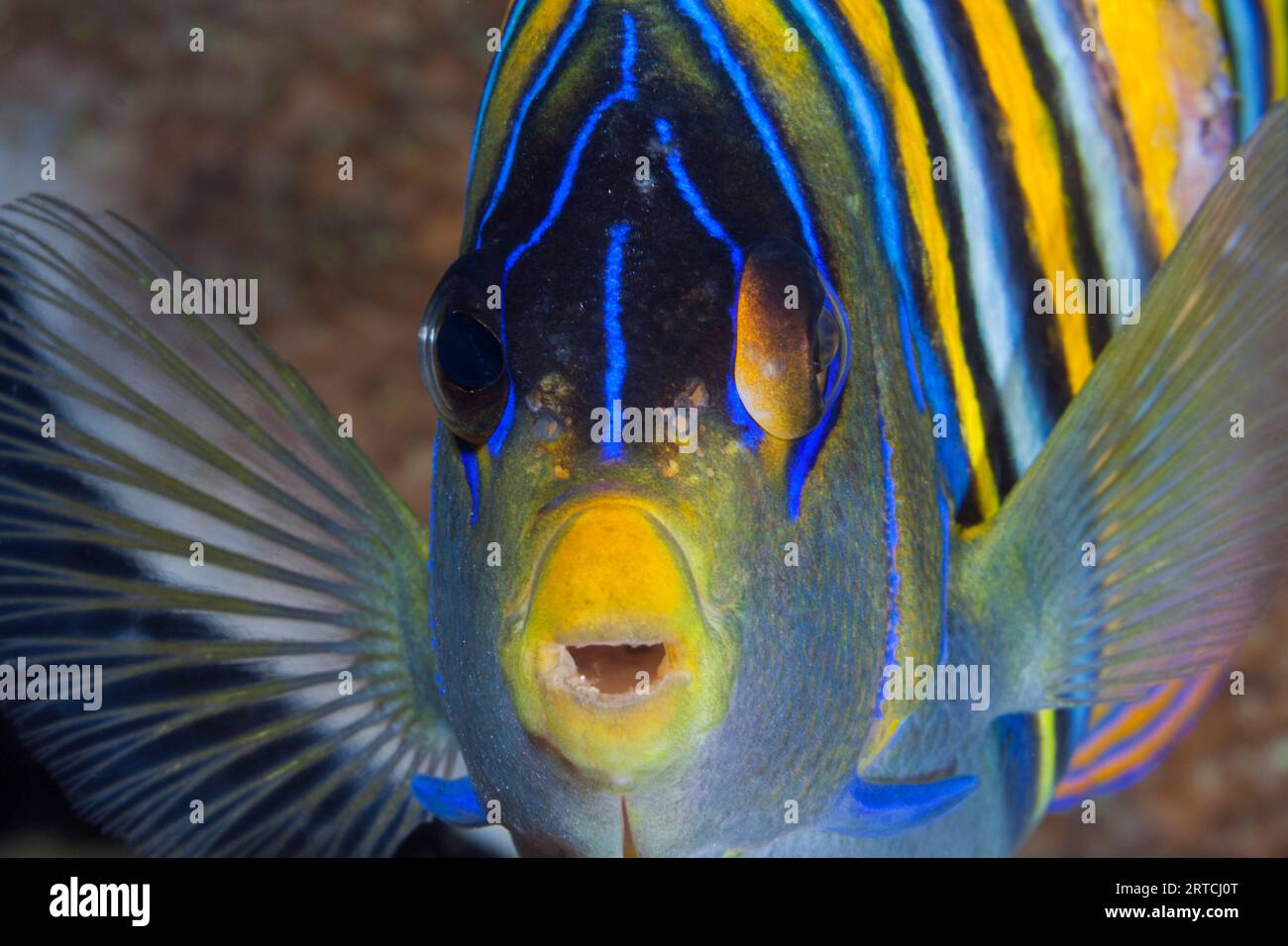 Peacock Angelfish, Pygoplites diacanthus, Raja Ampat, West Papua, Indonesia Stock Photo