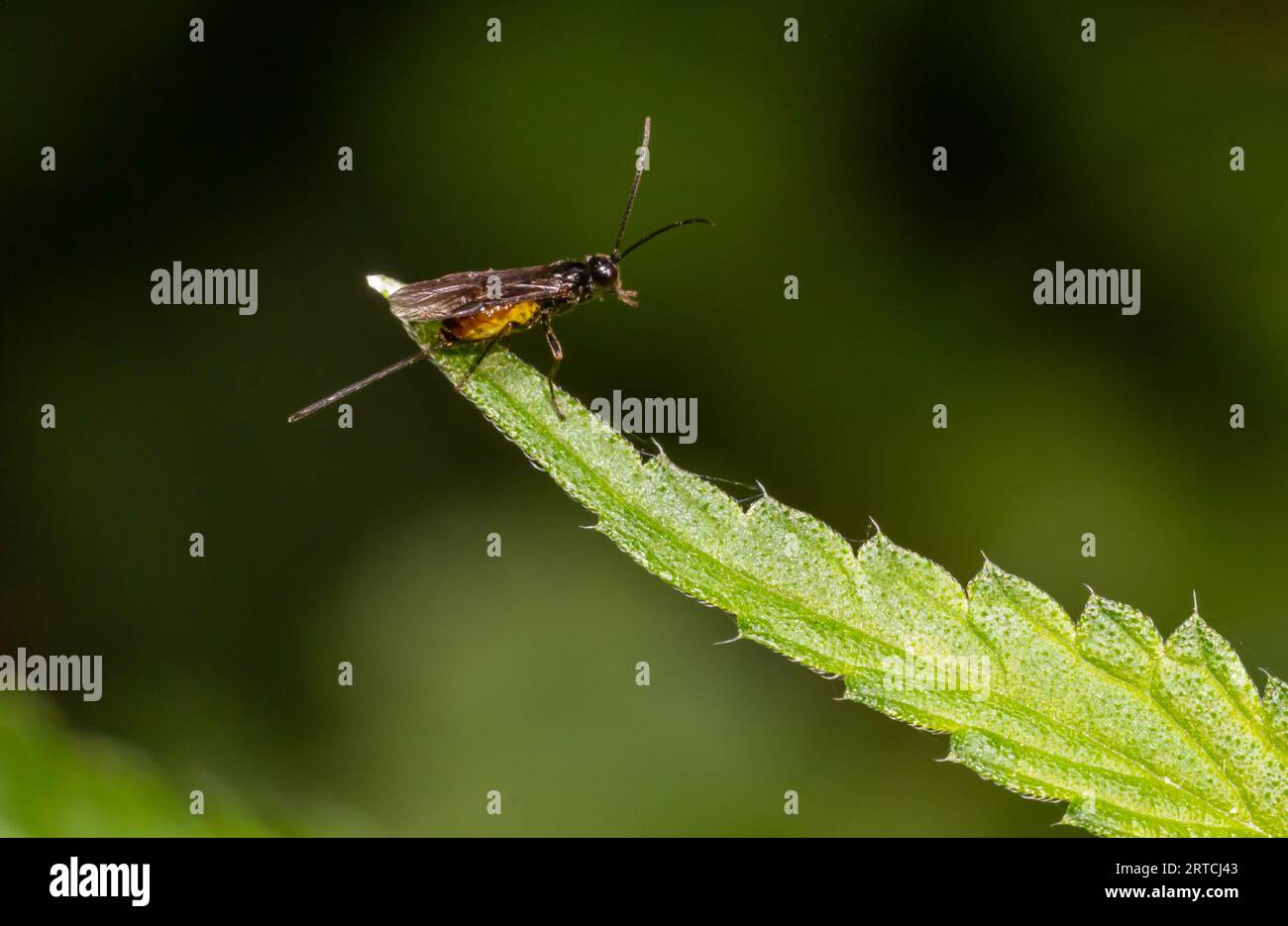 Adult Ichneumonid Wasp of the Superfamily Ichneumonoidea. Stock Photo