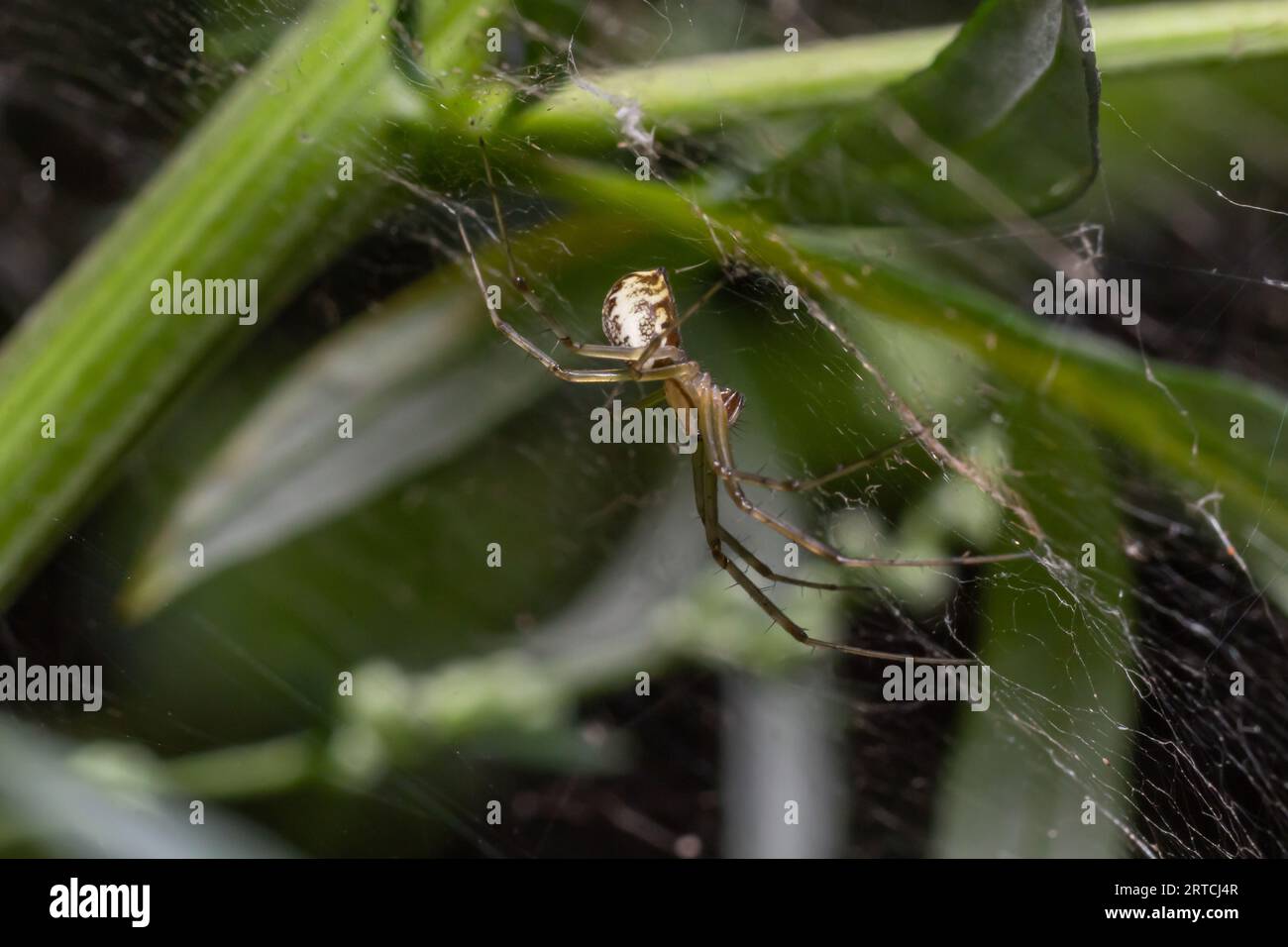 Natural Linyphia Triangularis Spider, summer sunny day natural environment. Macro Photo. Stock Photo