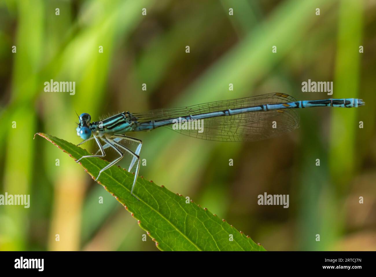 Damselfly detail hi-res stock photography and images - Alamy