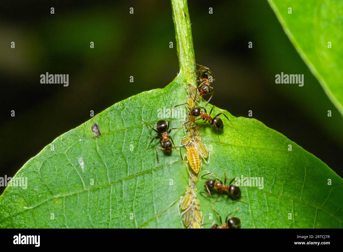 Ants collecting honeydew from greenflies aphids on a plant stem. Stock Photo