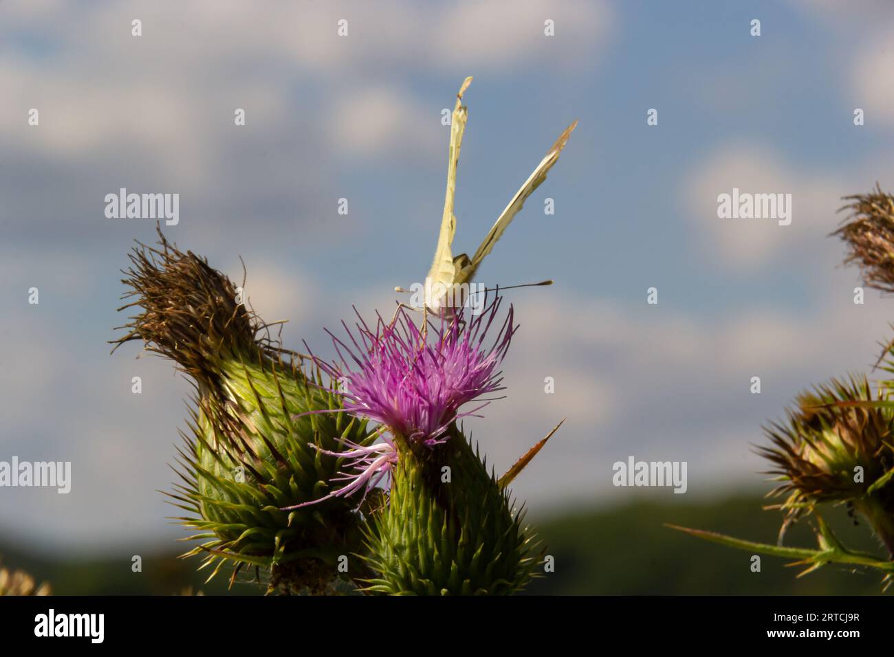 Female European Large Cabbage White butterfly Pieris brassicae feeding on a thistle flower. Stock Photo