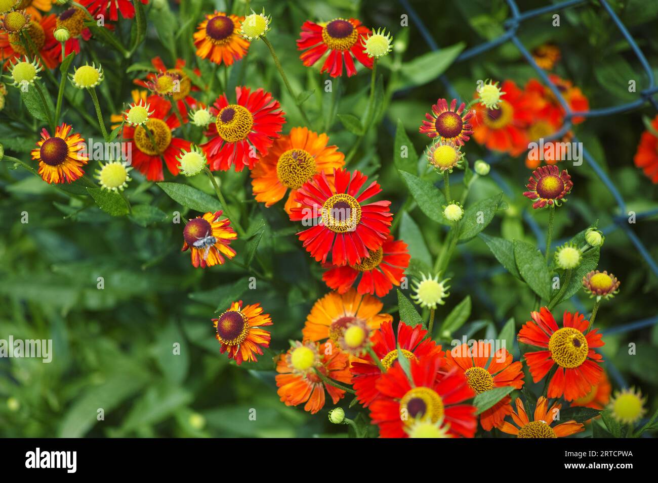 Red Helenium autumnales (common sneezeweed) flowering in the garden near a chain link fence Stock Photo