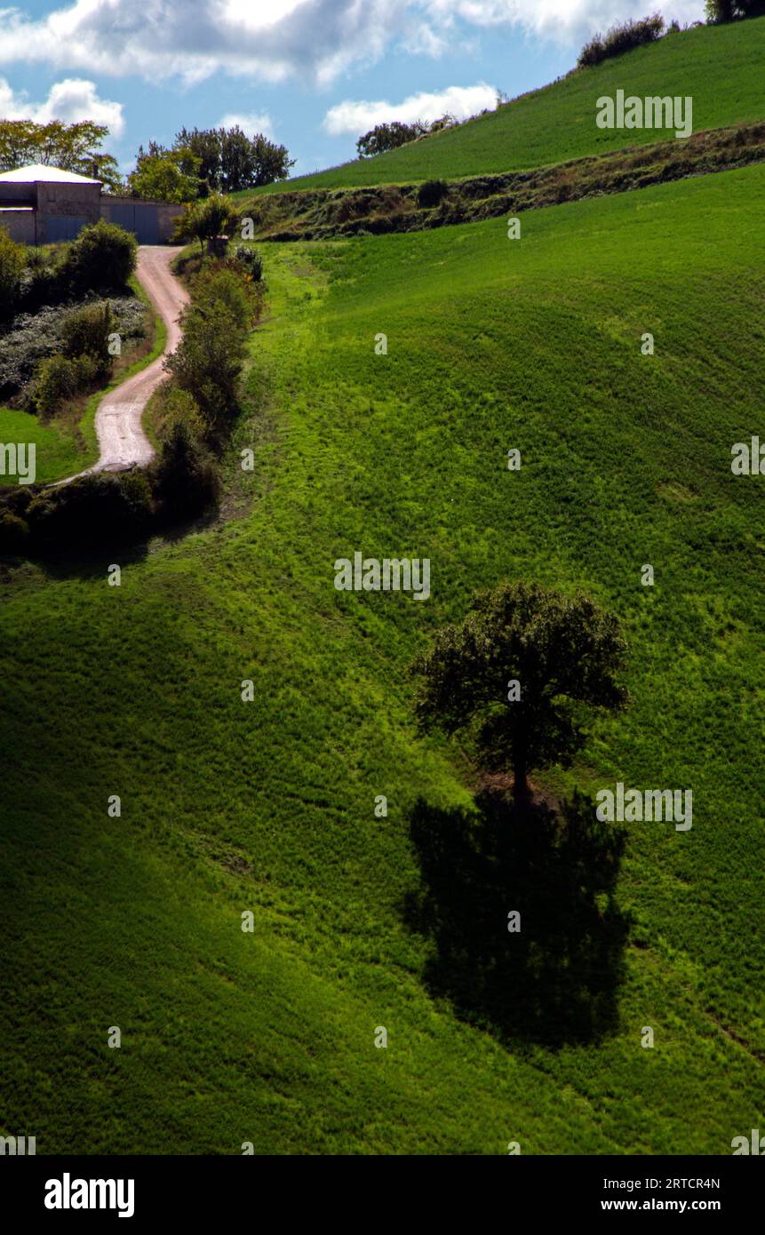 una quercia solitaria in un campo verde Stock Photo