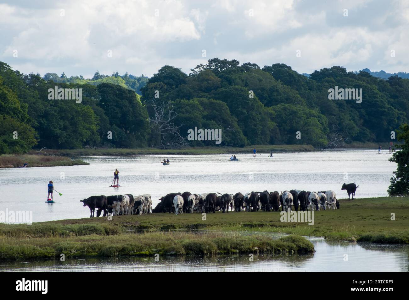 cows lined up on the bank of the River Hamble Hampshire England watching paddleboarders paddle past Stock Photo