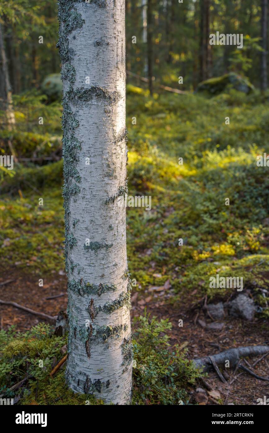 Close-Up of a Single Birch Tree Trunk in the Forest Stock Photo