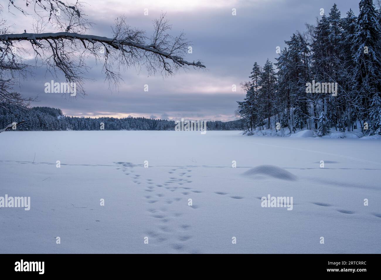 Winter landscape of a frozen lake with tree branch and footsteps in the foreground. Repovesi National Park, Kouvola, Finland. Stock Photo