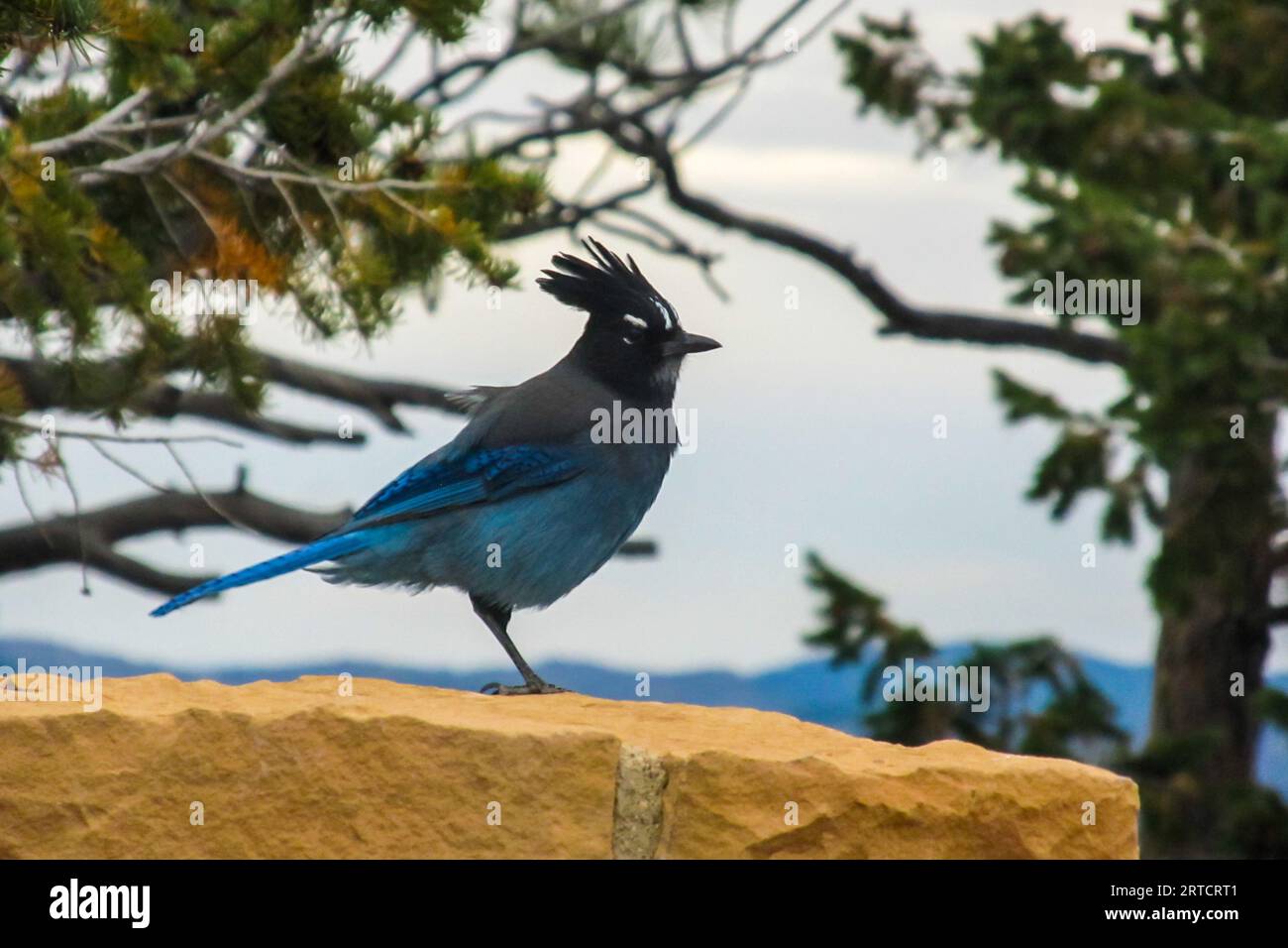 A bright blue and black Stellar’s Jay, Cyanocitta Stelleri at Bryce Point viewpoint in Bryce Canyon National Park, Utah. Stock Photo