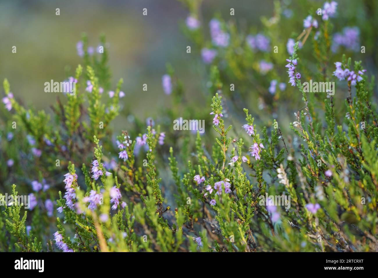Close up of purple common heather (Calluna vulgaris) in nature Stock Photo