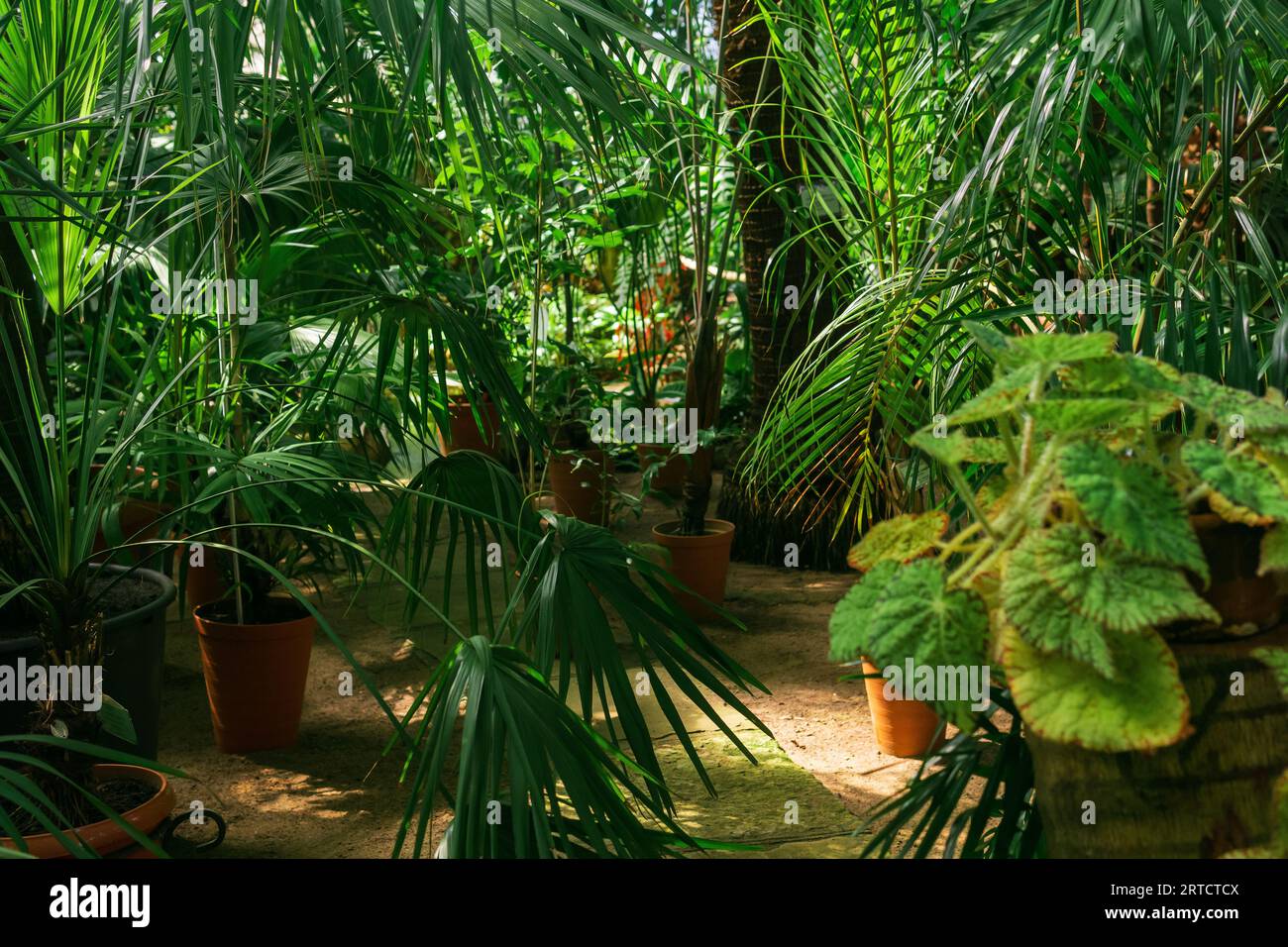 interior of a large greenhouse with palm trees and other tropical ...