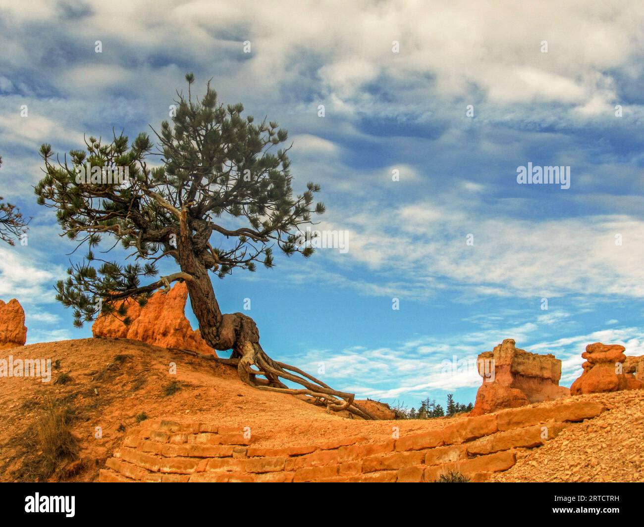 A young Limber Pine, Pinus Flexilis, growing along the built-up side of the Queens Garden Hiking route in Bryce Canyon National Park. Stock Photo