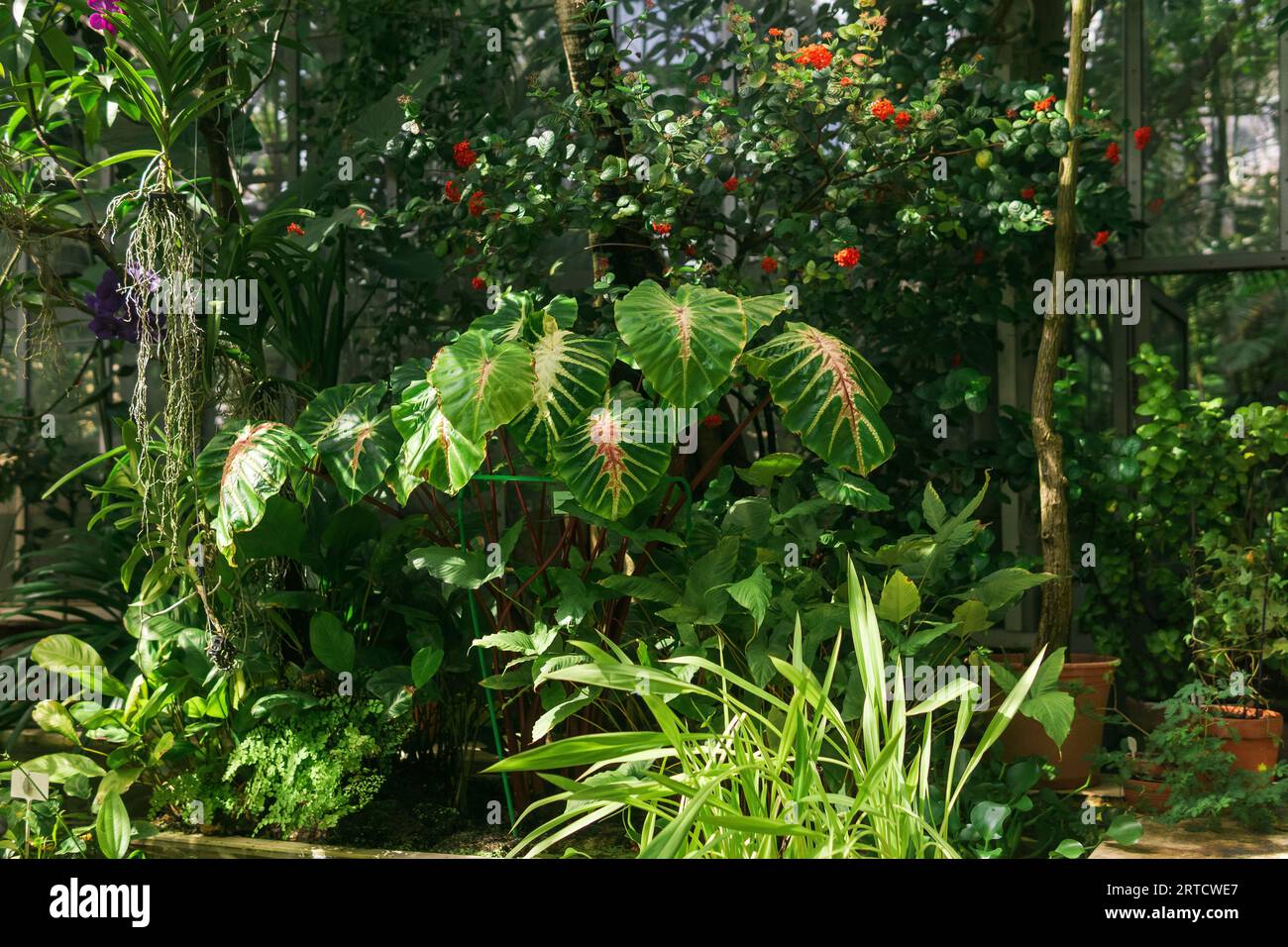 various beautiful tropical plants growing in a greenhouse Stock Photo ...