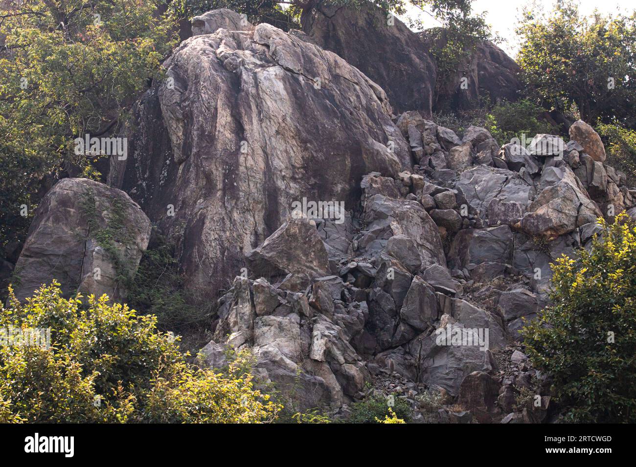 Close up forest rocks hi-res stock photography and images - Alamy