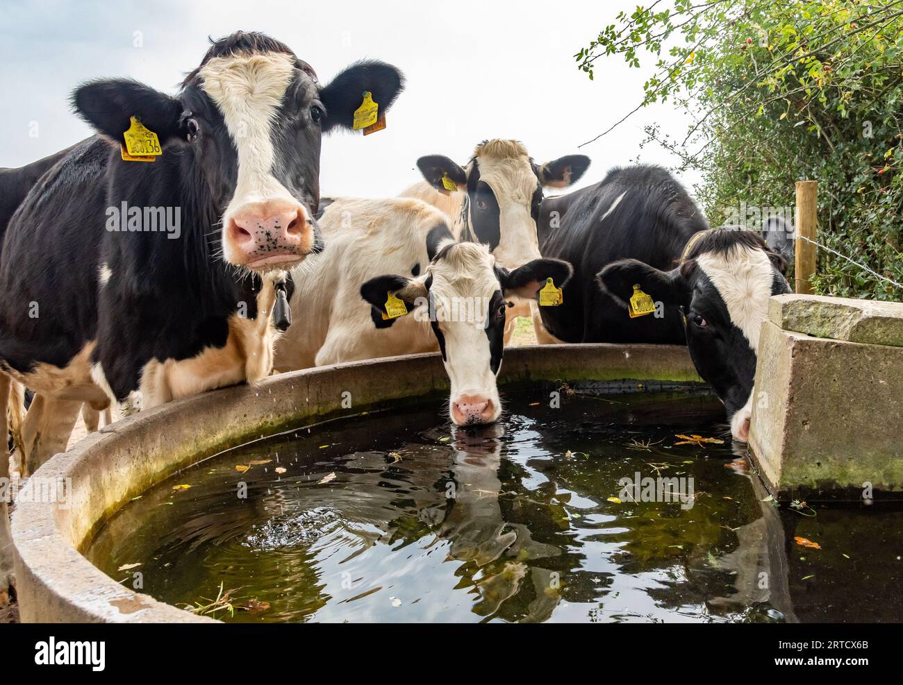 Holstein heifers at a water trough, Shropshire, UK Stock Photo