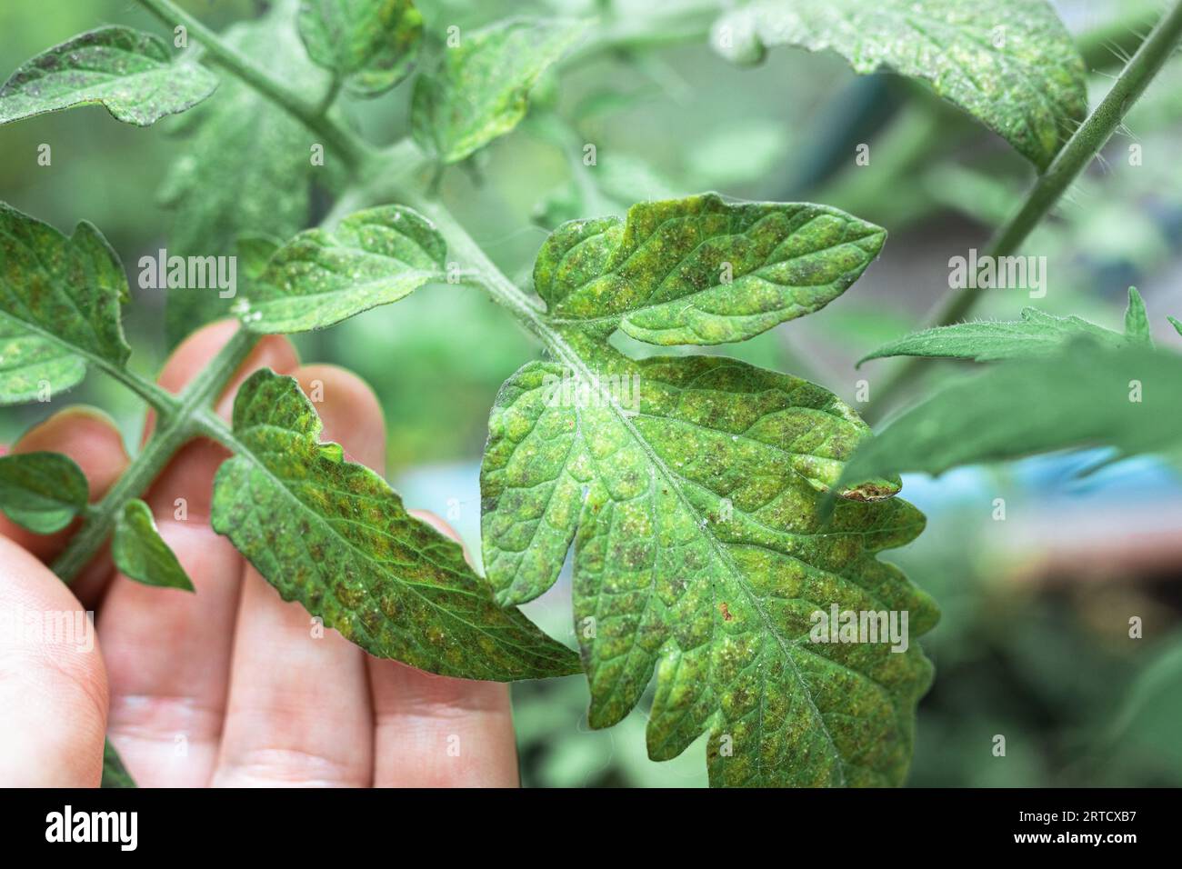 Growing tomatoes, care, treatment of plant diseases Stock Photo