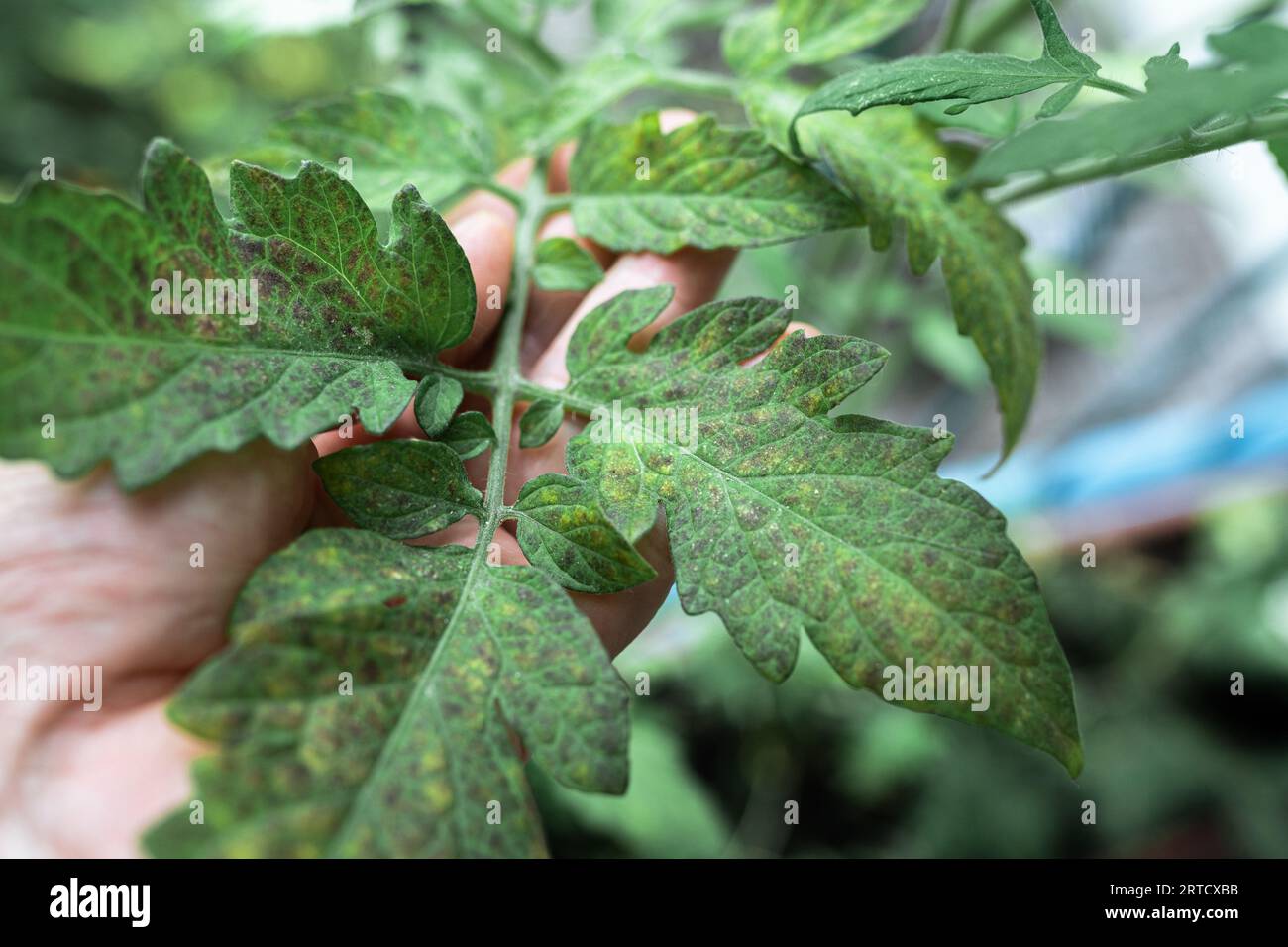 Growing tomatoes, care, treatment of plant diseases Stock Photo - Alamy
