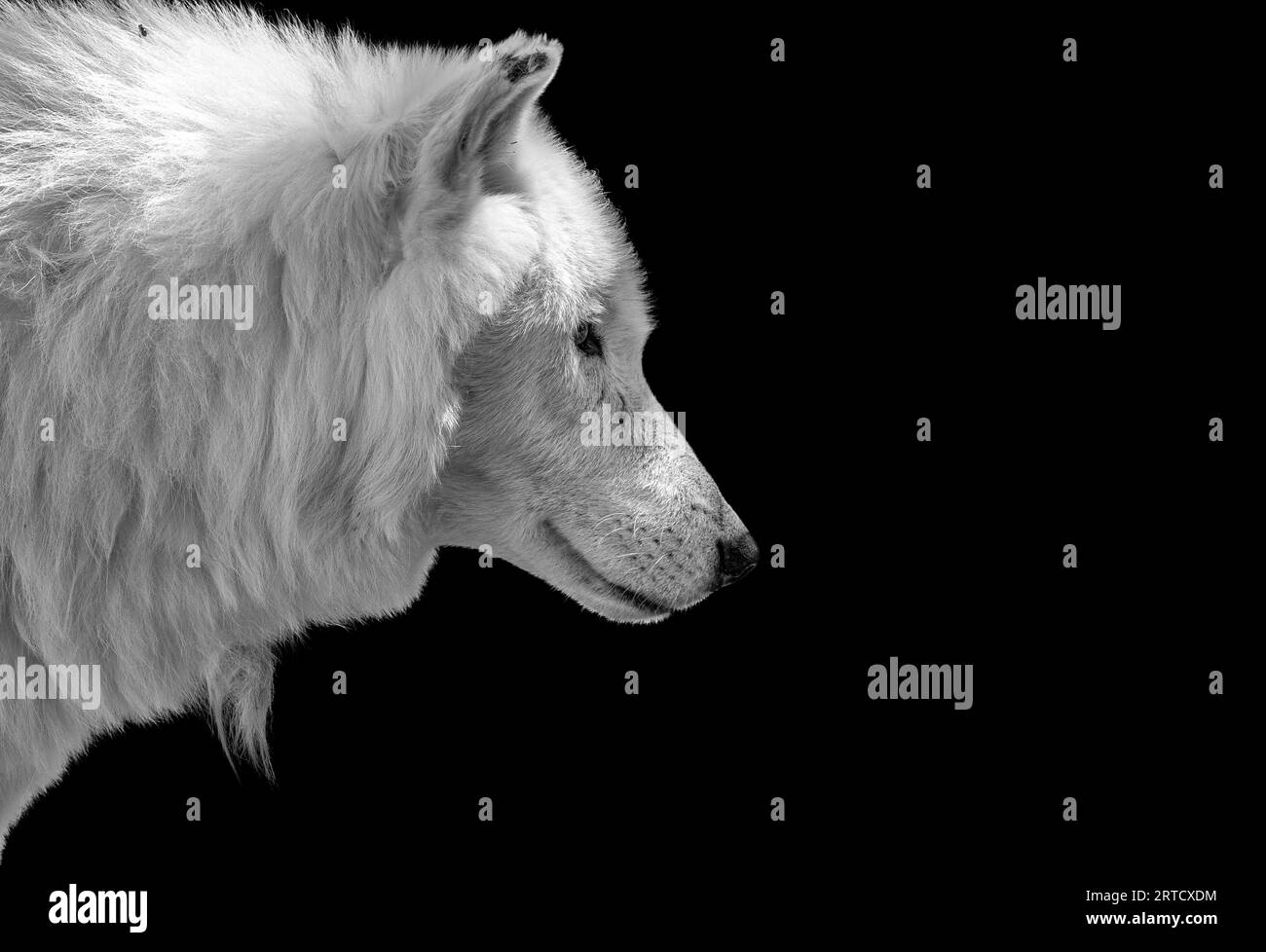 Black wolf profile Black and White Stock Photos & Images Alamy