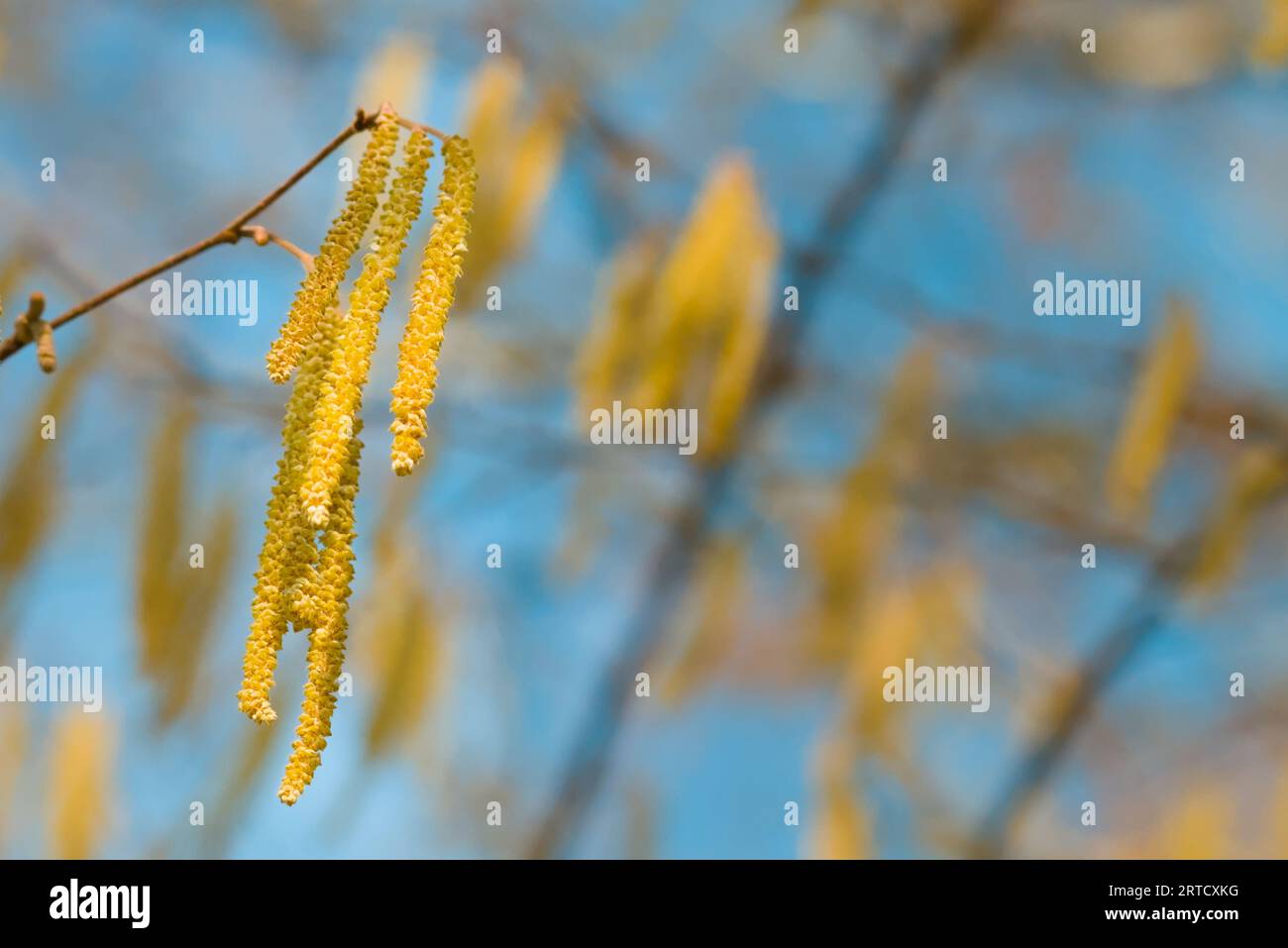 Golden Catkins, Flowers Of The Hazel Tree, Corylus avellana, On A Sunny Day, New Forest, England UK Stock Photo