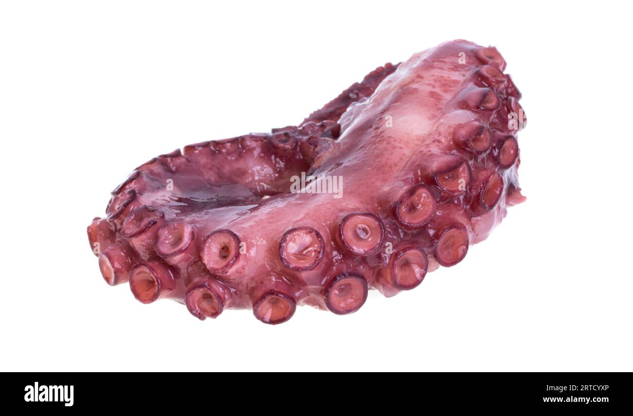 octopus tentacles isolated on white background Stock Photo - Alamy