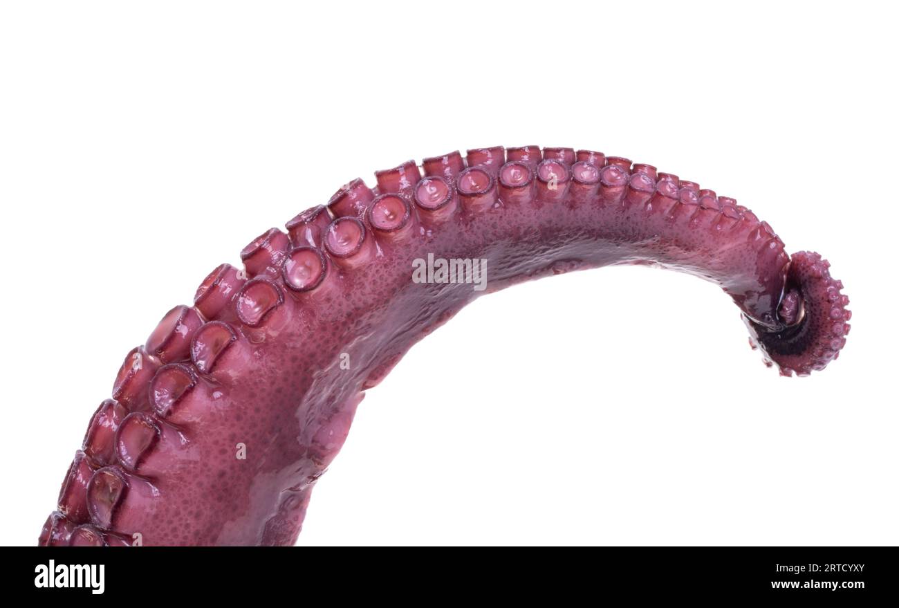 octopus tentacles isolated on white background Stock Photo - Alamy