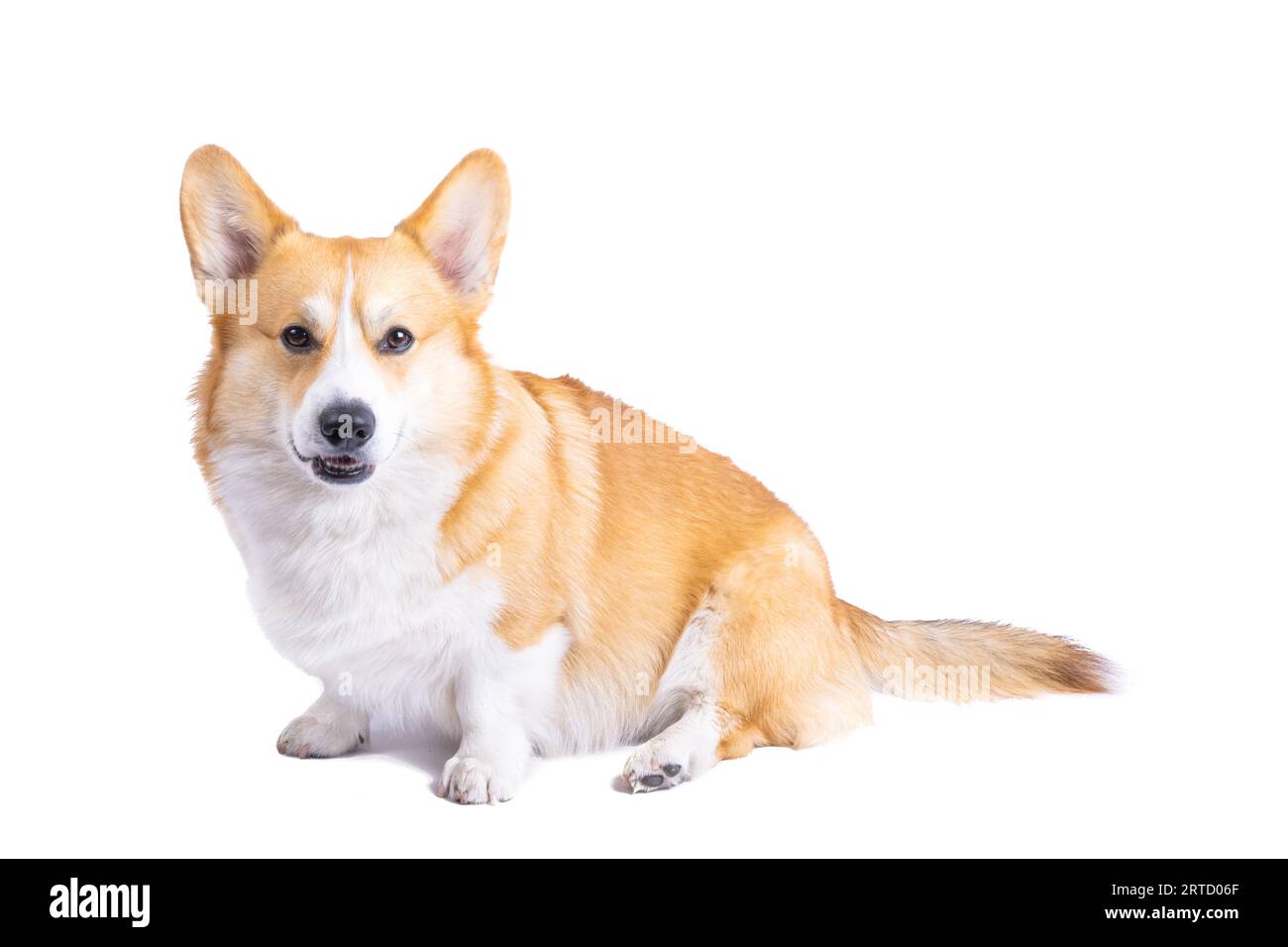 welsh corgi pembroke isolated on white background Stock Photo - Alamy