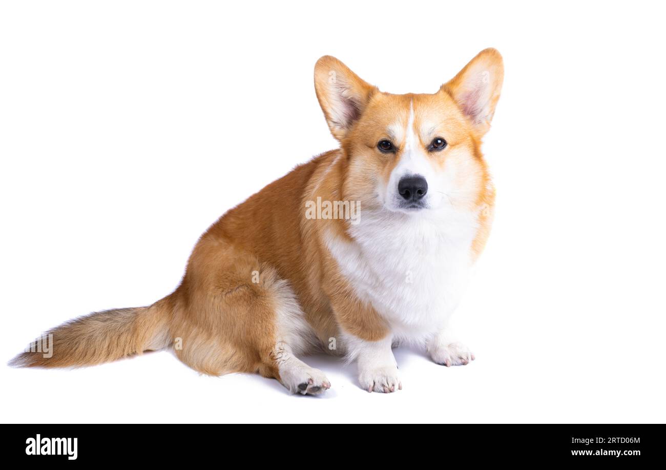 welsh corgi pembroke isolated on white background Stock Photo - Alamy