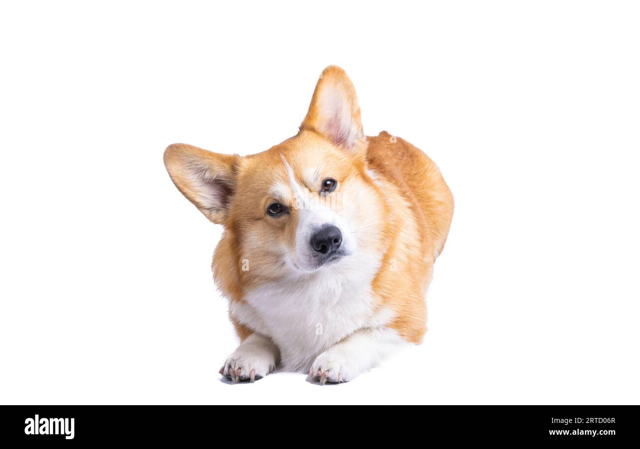 welsh corgi pembroke isolated on white background Stock Photo - Alamy
