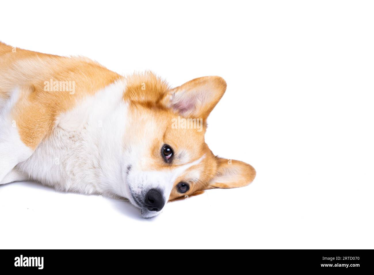 welsh corgi pembroke isolated on white background Stock Photo - Alamy