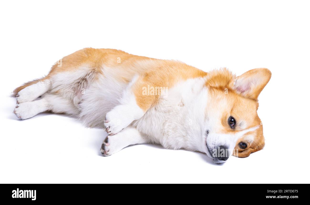 welsh corgi pembroke isolated on white background Stock Photo - Alamy