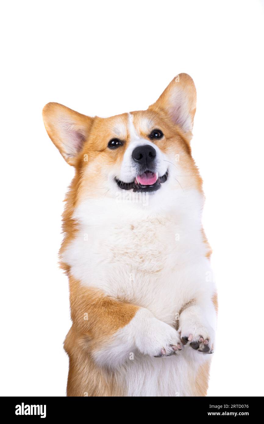 welsh corgi pembroke isolated on white background Stock Photo - Alamy