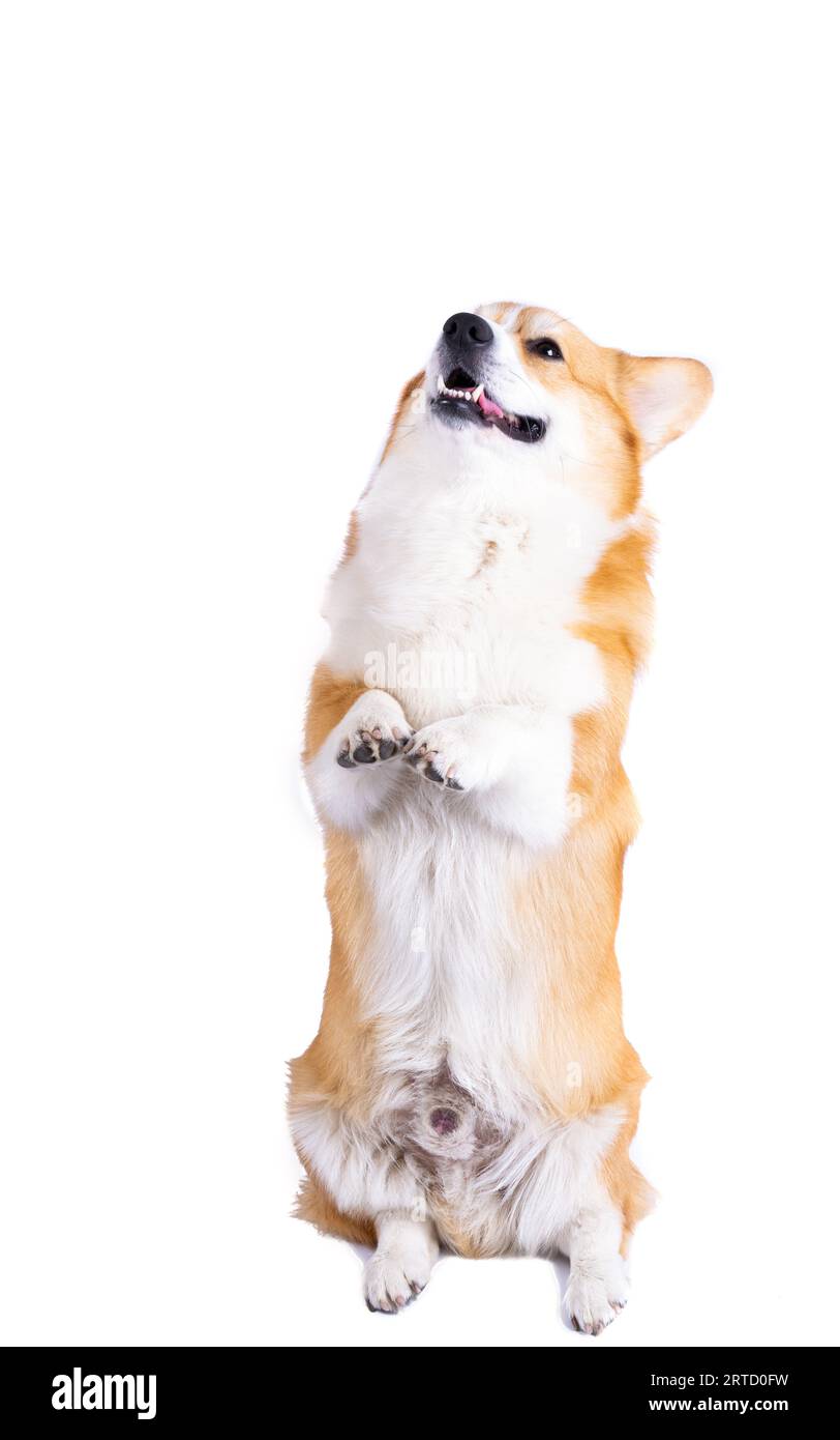 welsh corgi pembroke isolated on white background Stock Photo - Alamy