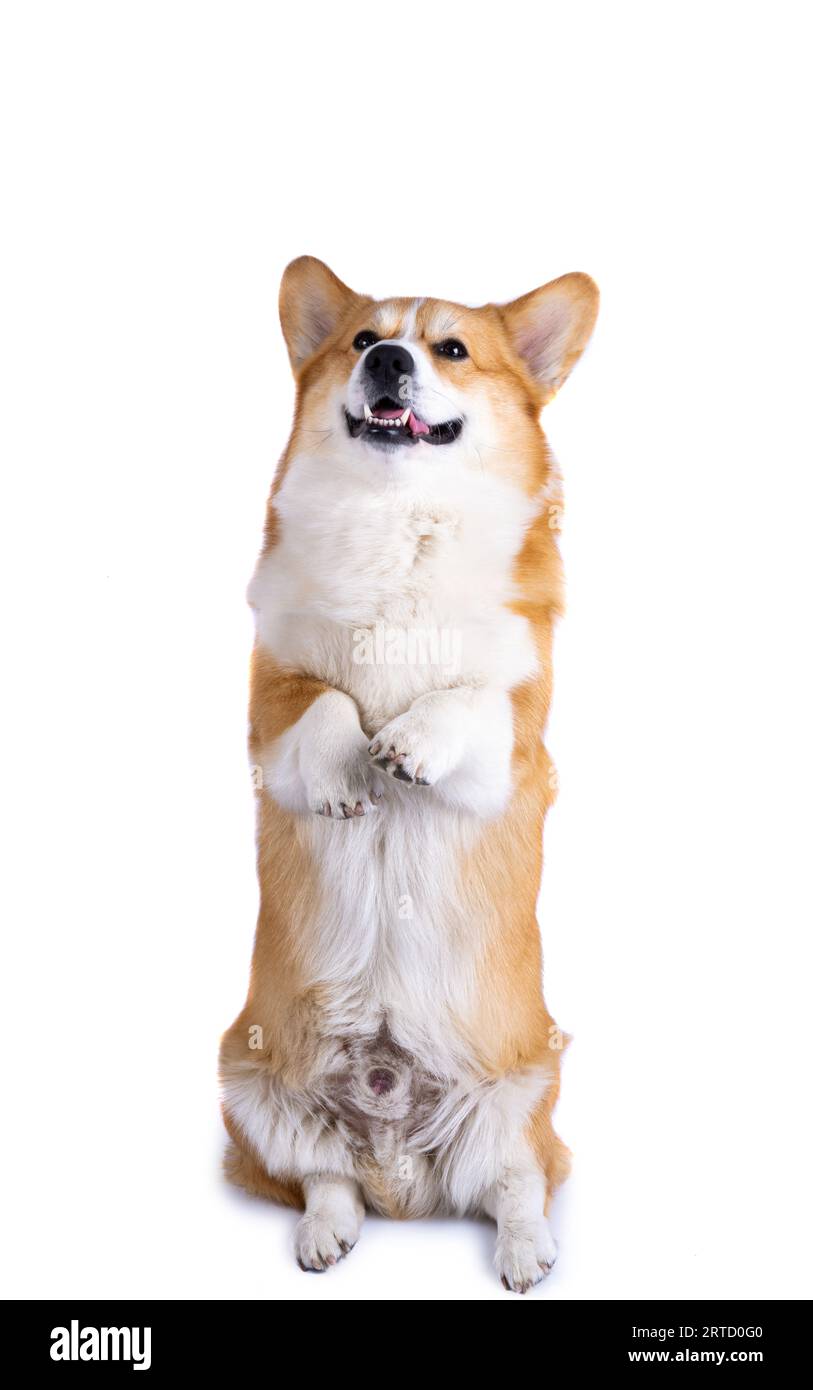 welsh corgi pembroke isolated on white background Stock Photo - Alamy
