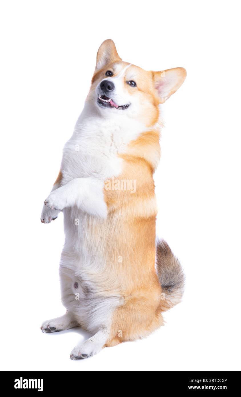 welsh corgi pembroke isolated on white background Stock Photo - Alamy