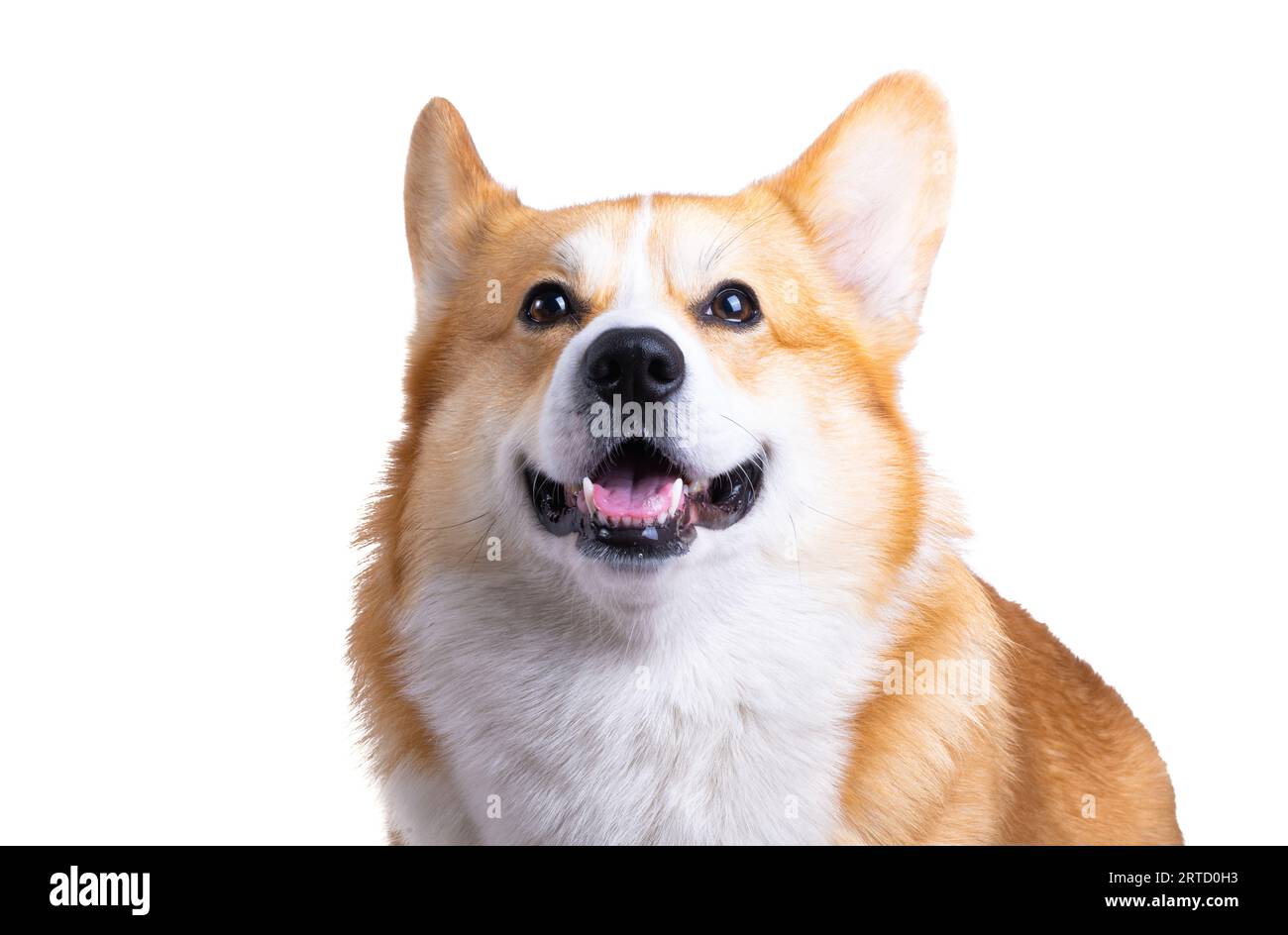 welsh corgi pembroke isolated on white background Stock Photo - Alamy