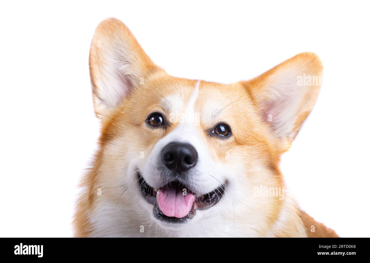 welsh corgi pembroke isolated on white background Stock Photo - Alamy