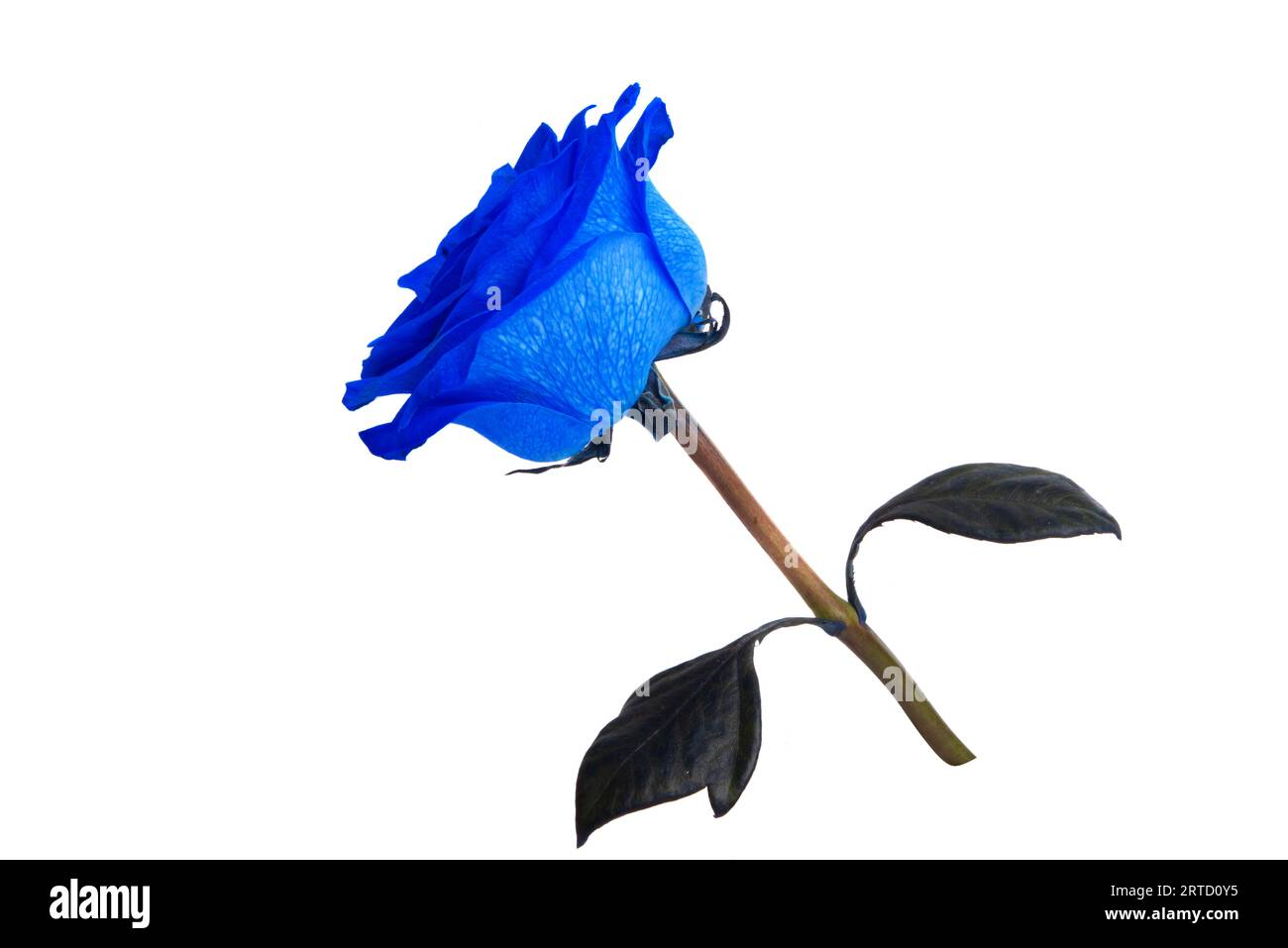blue rose isolated on white background Stock Photo - Alamy
