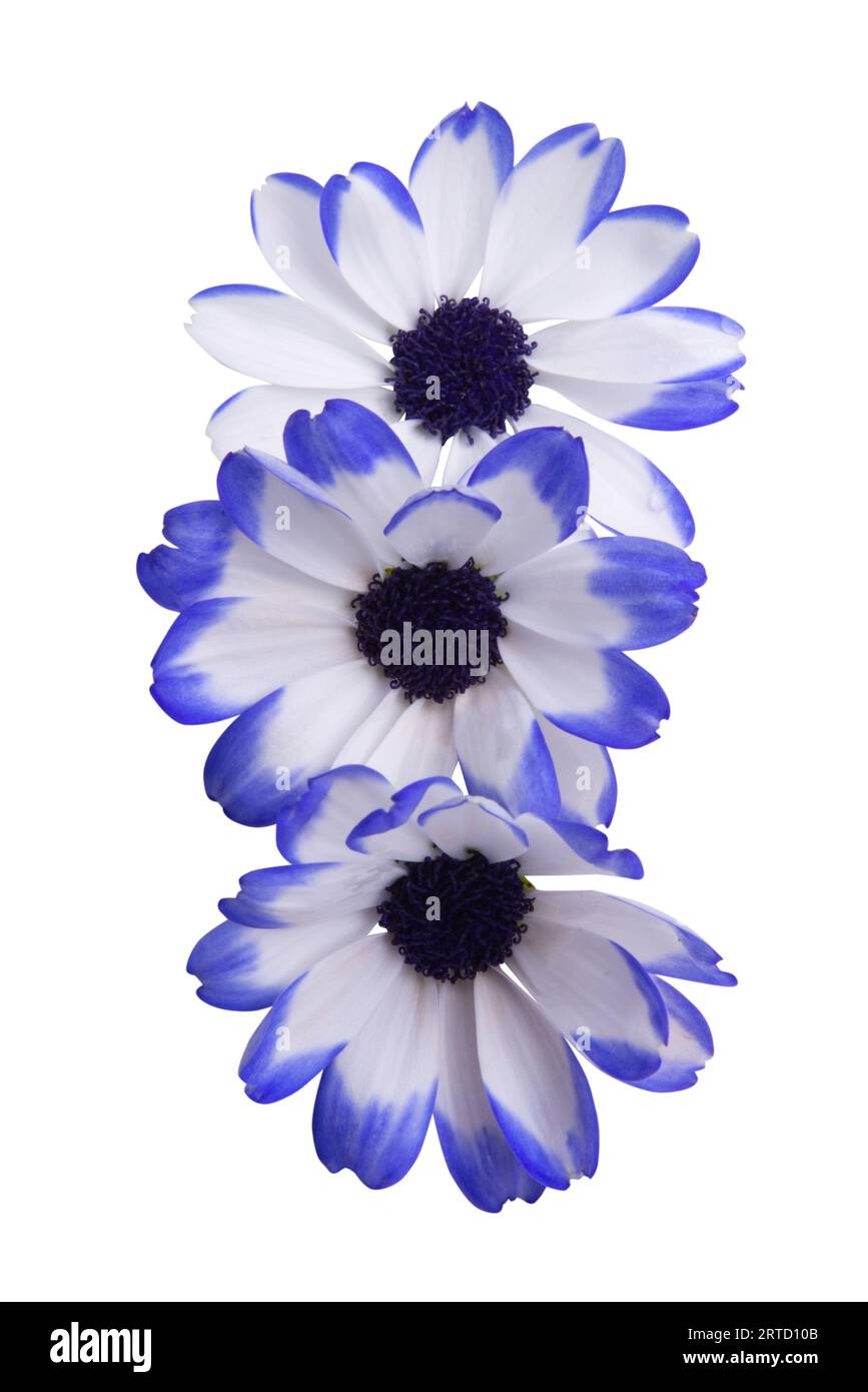 cineraria isolated on white background Stock Photo
