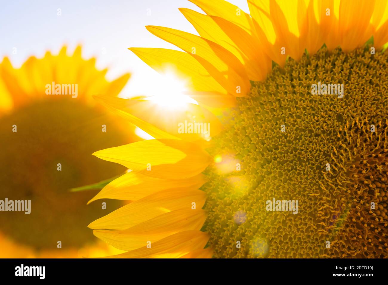 Sunflowers and direct sunlight. Sunflower background photo. Industrial