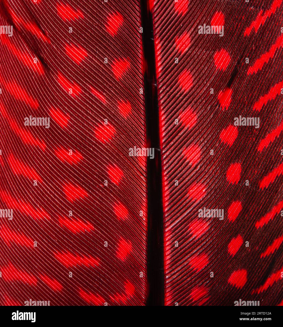 Luxury feather collection hi-res stock photography and images - Alamy
