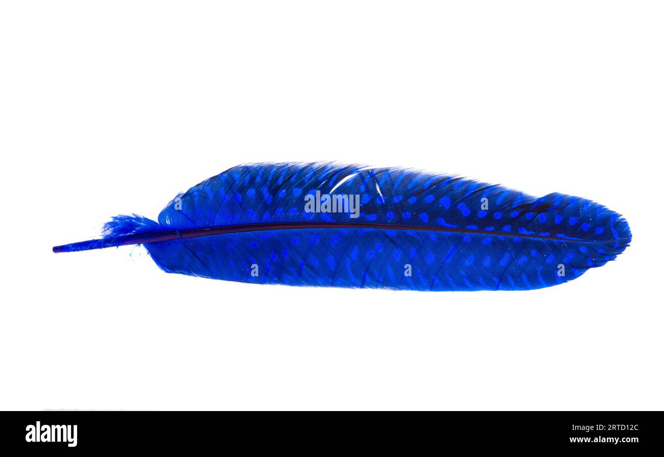 colored bird feather isolated on white background Stock Photo