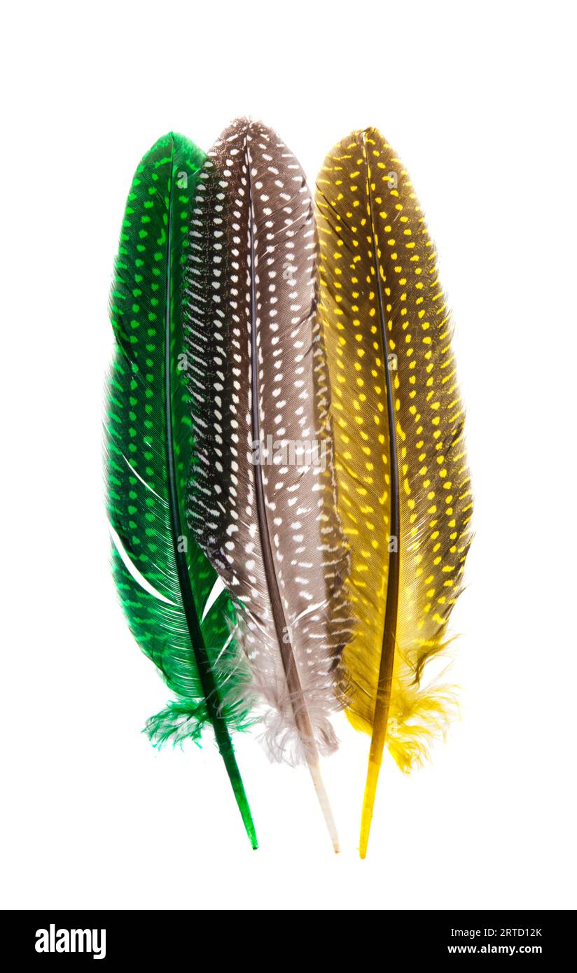 colored bird feather isolated on white background Stock Photo