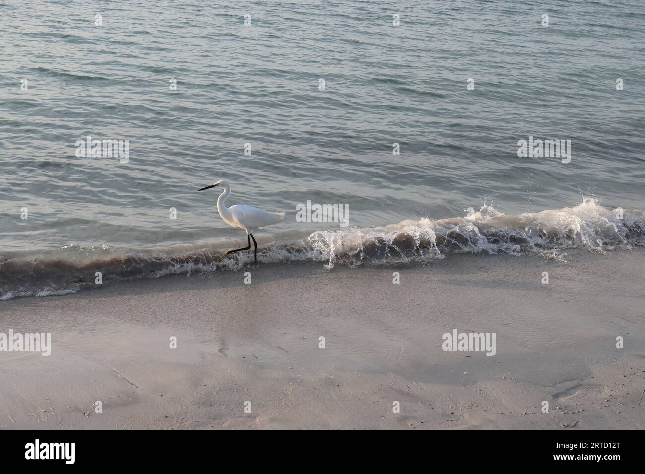 A heron searches for prey on Alcudia beach Stock Photo