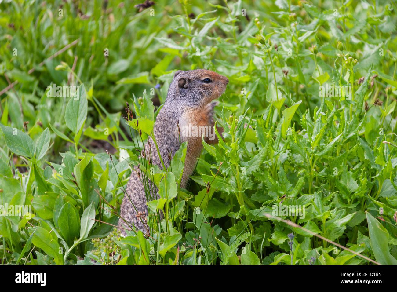 Columbian ground squirrel, Urocitellus columbianus, at Logan's Pass in Glacier National Park in Montana. Stock Photo