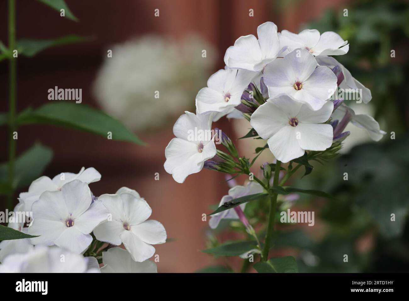 Close-up of white phlox panniculata flowers in a garden bed Stock Photo