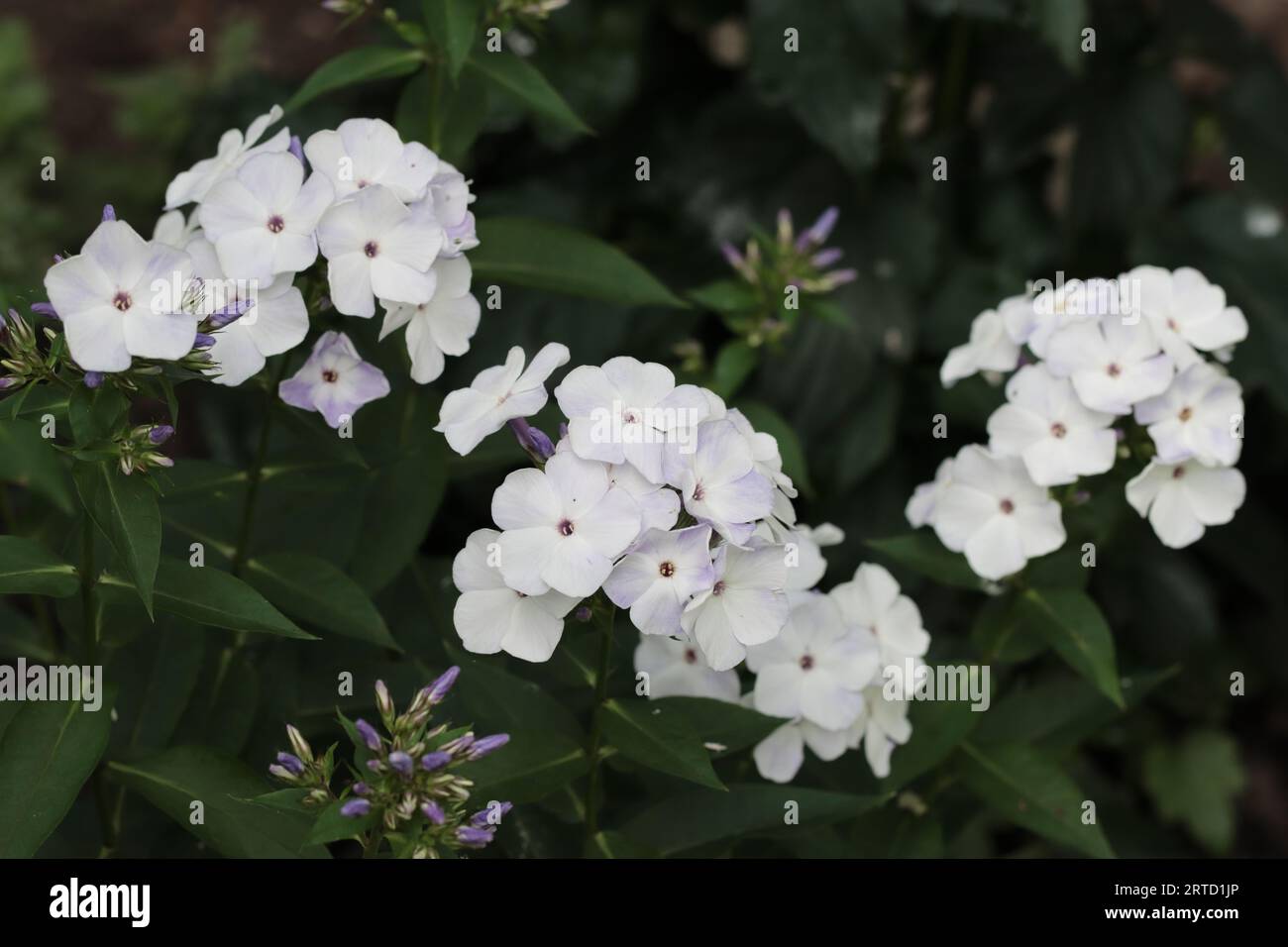 Close-up of beautiful white phlox paniculata flowers against a dark natural background Stock Photo