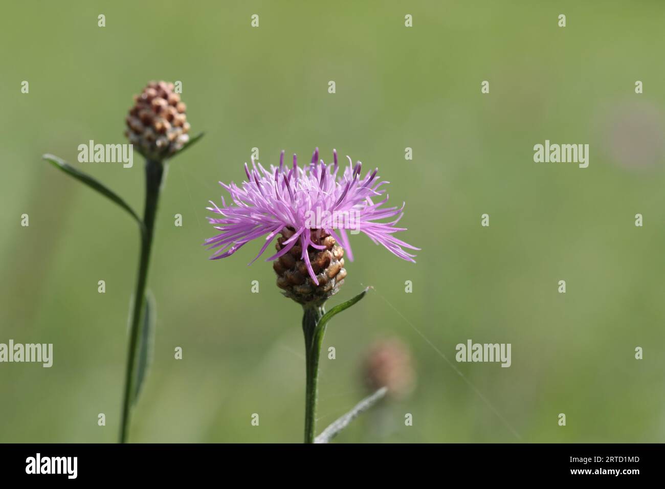 close-up of a blooming centaurea jacea flower and a centaurea jacea bud against a green blurry background, copy space Stock Photo