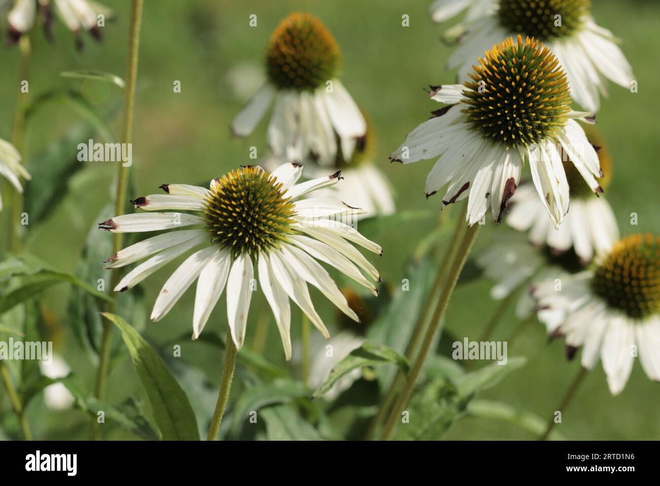 Close-up of sunlit withering Echinacea purpurea flowers Stock Photo