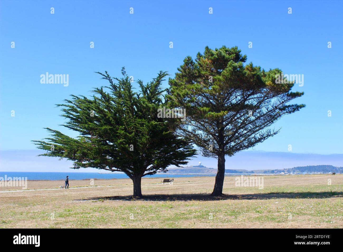 Monterey cypress in Mirada Surf, Half Moon Bay, California Stock Photo