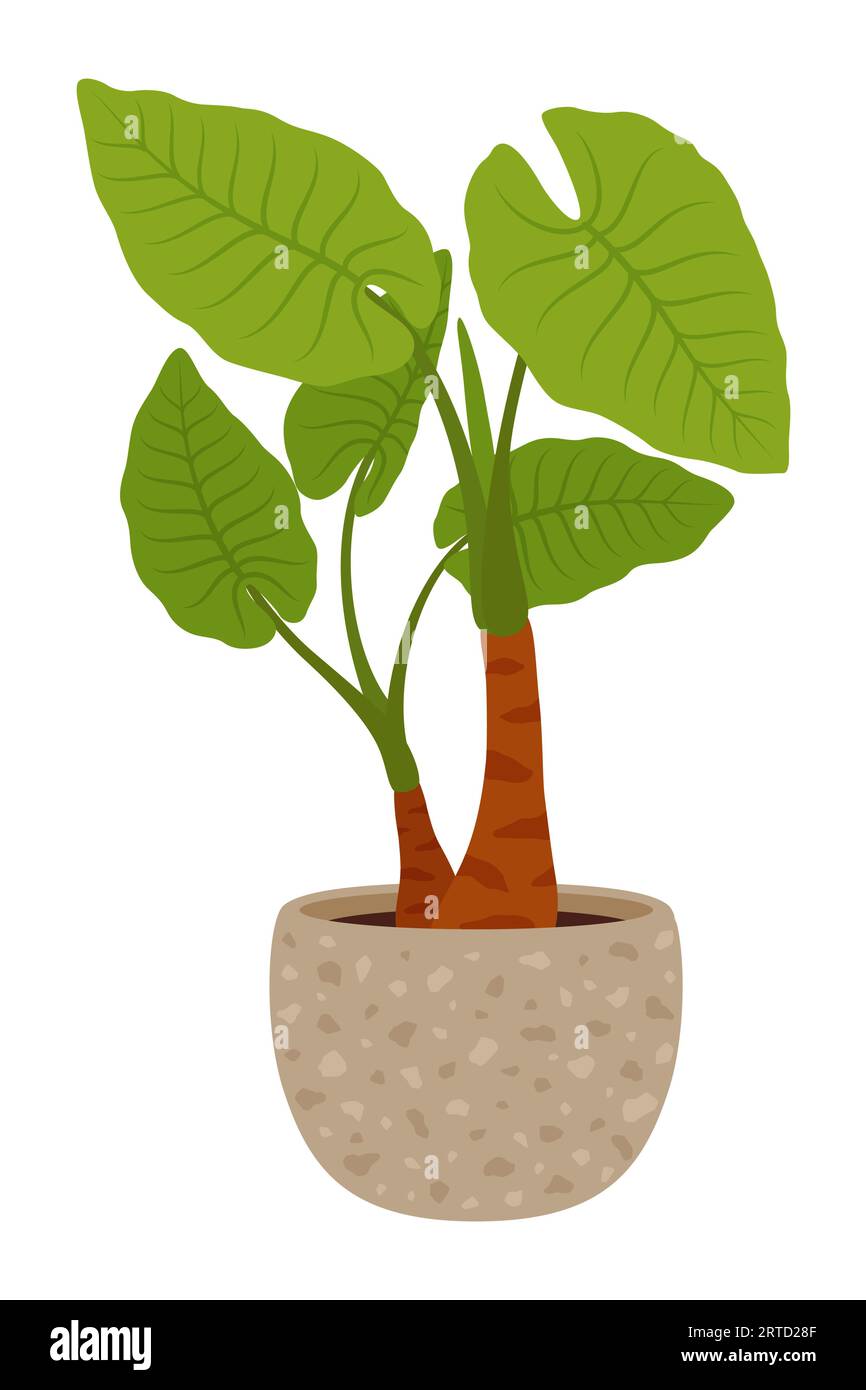 Pot with Alocasia odora green plant. Cartoon vector striking houseplant with large, glossy leaves with veins and distinctive, upright growth. Isolated Stock Vector