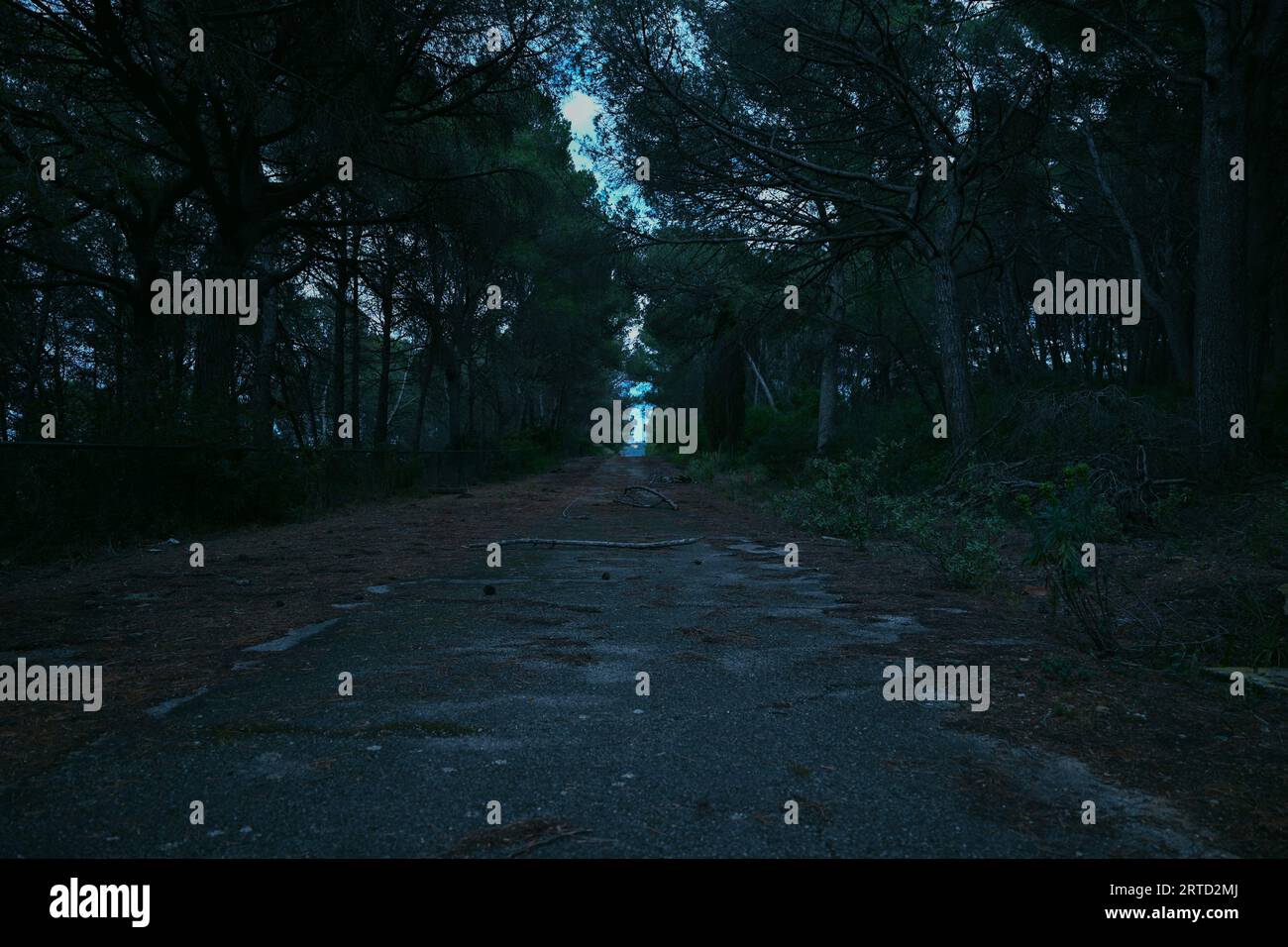 A street in a dimly lit area with dirt on the ground and trees lining the sides of the road Stock Photo